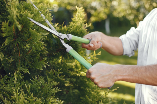 Benefits of Different Kinds of Tree Services